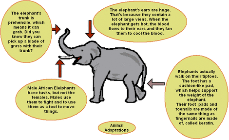 Animal Adaptations - All About Adaptations